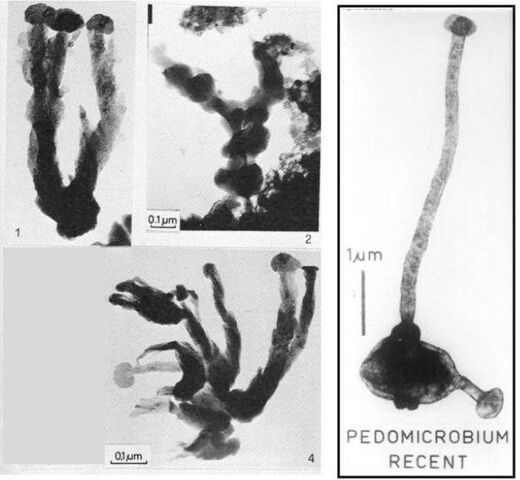 Comparison of a structure in the Murchison meteorite (left) with the bacteria pedomicrobium (right).​