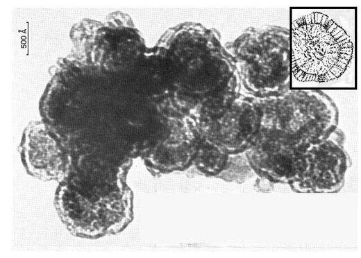 Joseph & Wickramasinghe The Murchison meteorite revealed what looks like fossil viruses.  For comparison the drawing top right is a modern influenza virus​