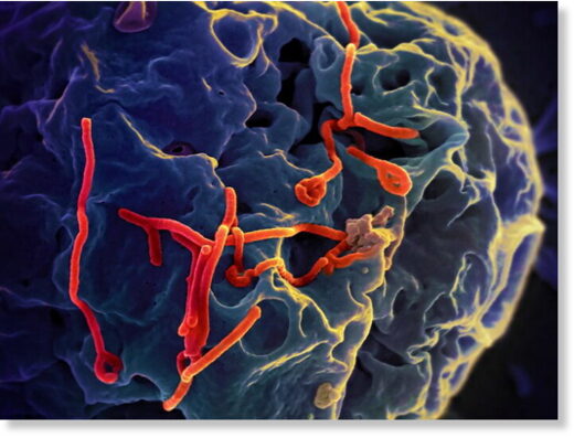 Частицы вируса лихорадки Эбола, выходящие из клетки