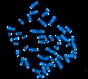 хромосомы