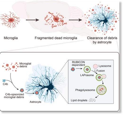 Удаление мертвой клетки микроглии