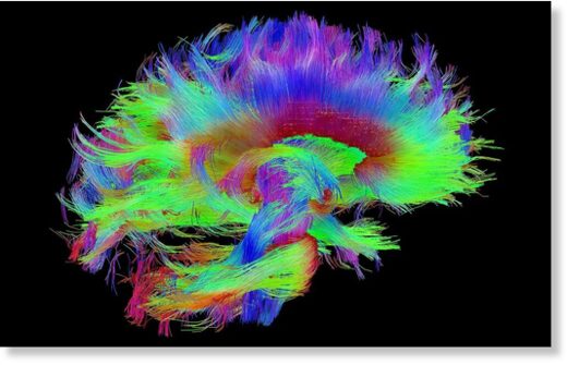 Очень подробная «схема соединений» человеческого мозга