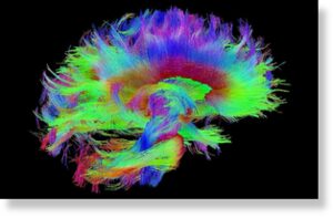 Очень подробная «схема соединений» человеческого мозга
