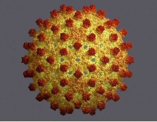 вирус гепатита В