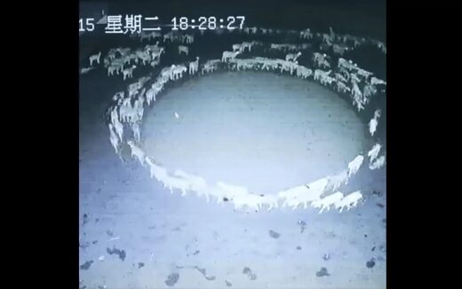 Тайна кругового движения овец в Китае, возможно, раскрыта