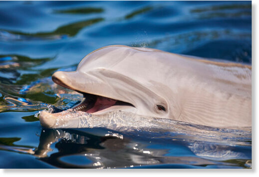 Неврологи нашли в мозге у выброшенных на берег дельфинов биомаркеры болезни Альцгеймера