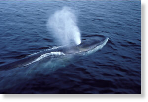 На берегу у Миссисипи впервые нашли выброшенное тело кита вымирающего вида