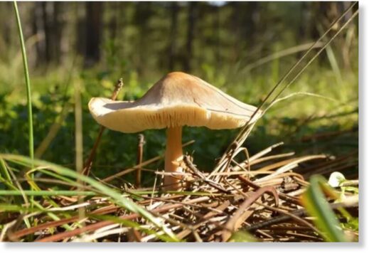 Самый смертоносный гриб в мире изменил способ размножения и стал молниеносно распространяться по территории США