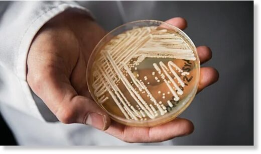 В США распространяется смертельно опасная грибковая инфекция