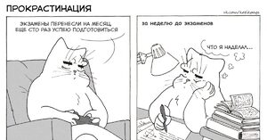 котик