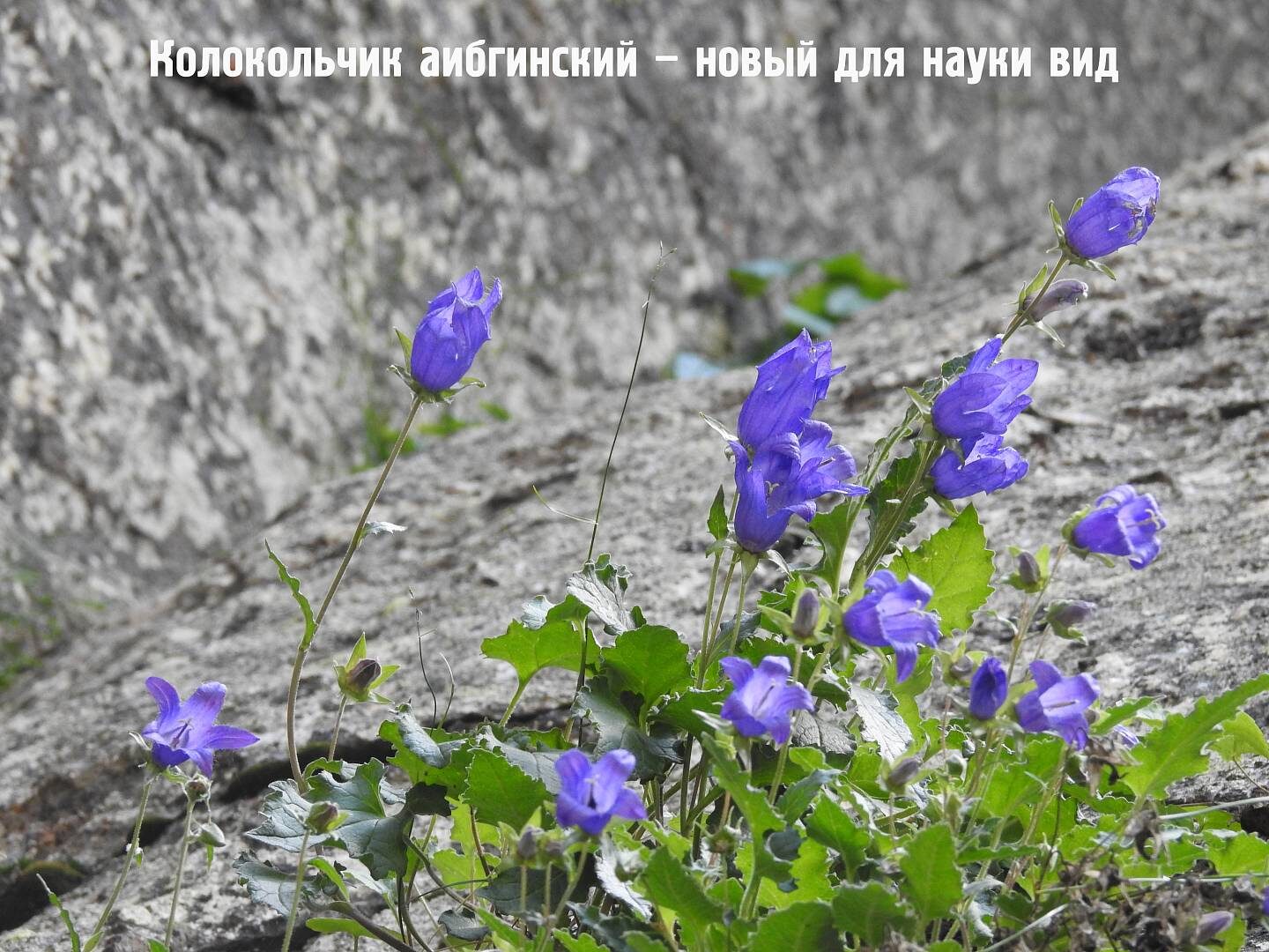 колокольчик