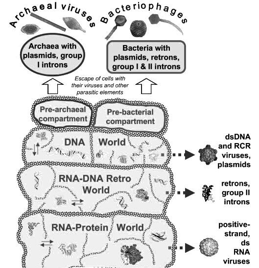 Нажмите, чтобы увеличить Sott.net adapted from Koonin Viruses as the precursors of all life-forms