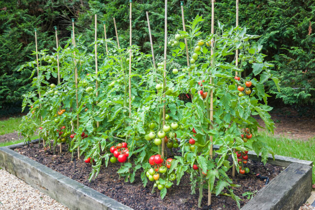 tomatos