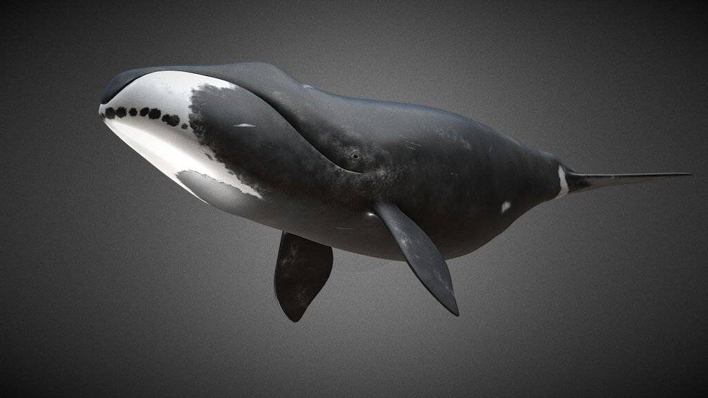 Гренландский кит, или полярный кит