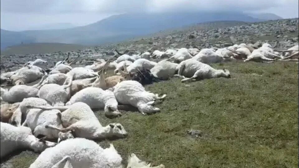 Мертвые ягнята. Гора Абули Грузия. Отара овец. Овцы в Грузии.