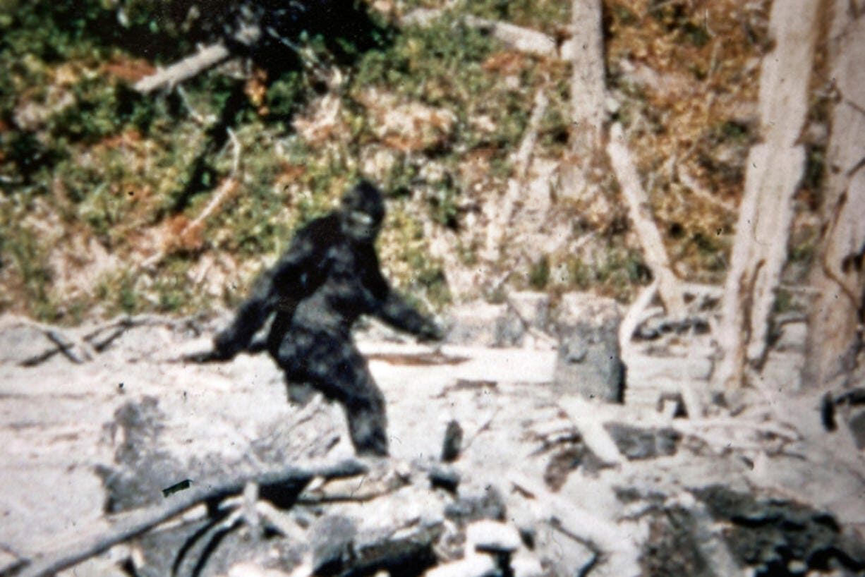 Iconic still from the Patterson-Gimlin footage (1967)