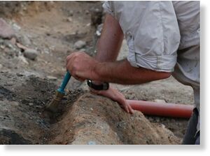 Томские ученые нашли свидетельства жизни динозавров в Сибири