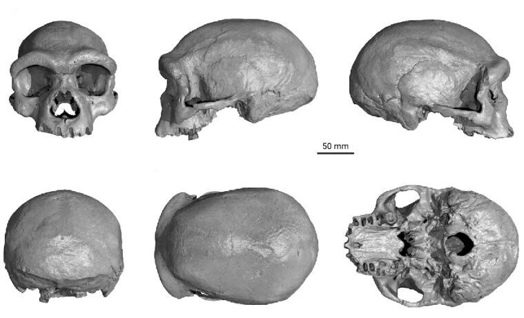 Нажмите, чтобы увеличить Denisovan skull