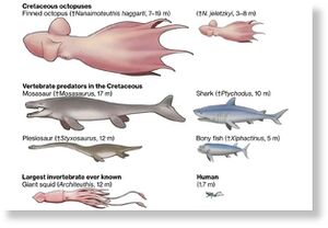Сравнение размеров Nanaimoteuthis haggarti с другими морских хищников мелового периода