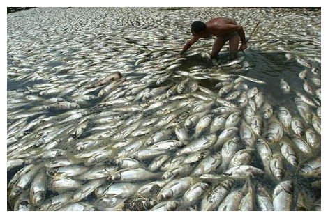 Dead Fish